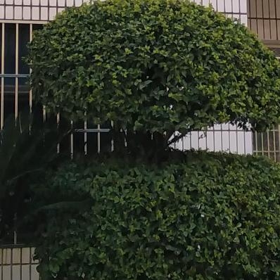 昵