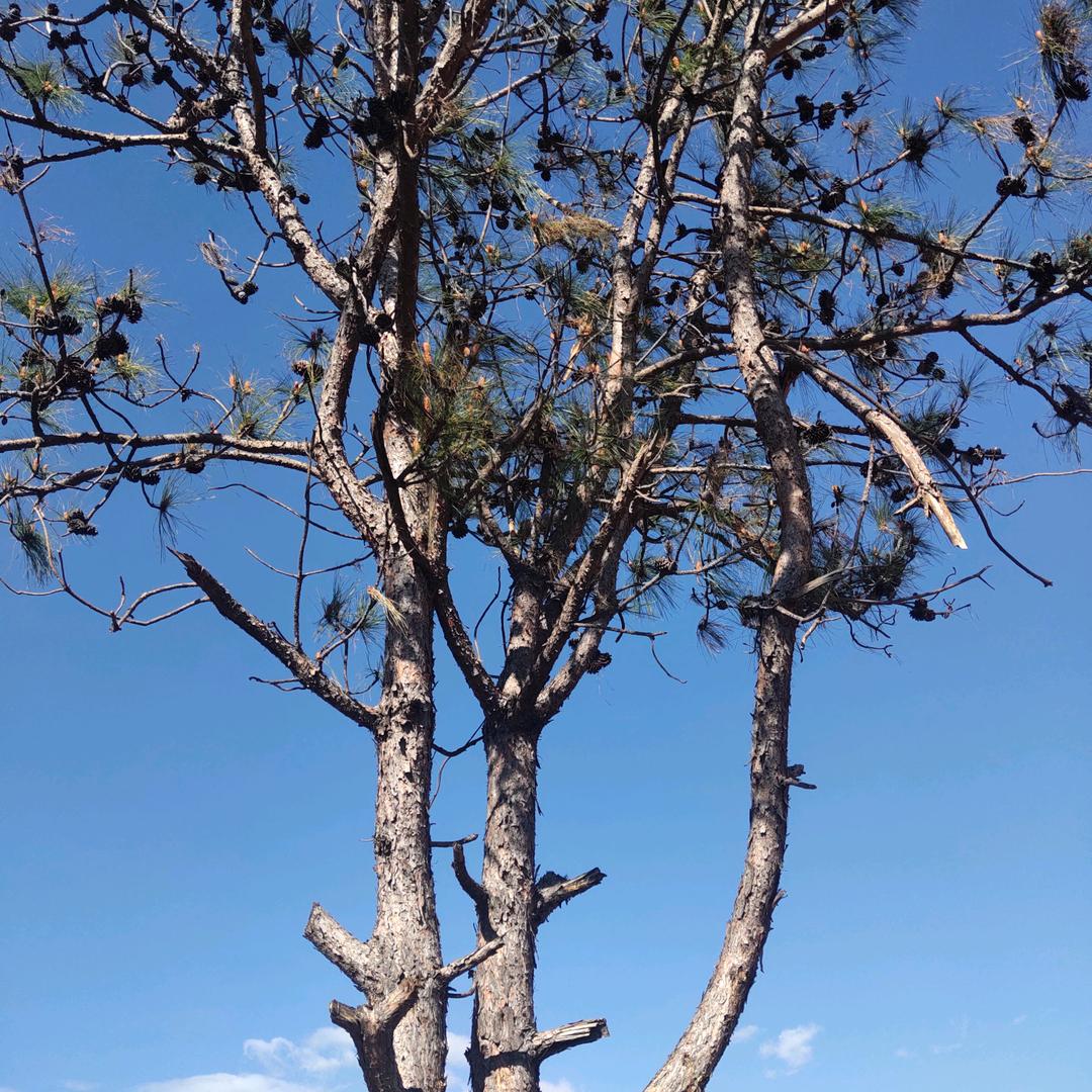 我အလြမ္းပန္ခ်ီ，随意。