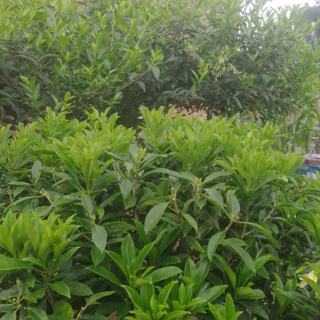 桂宜临福生