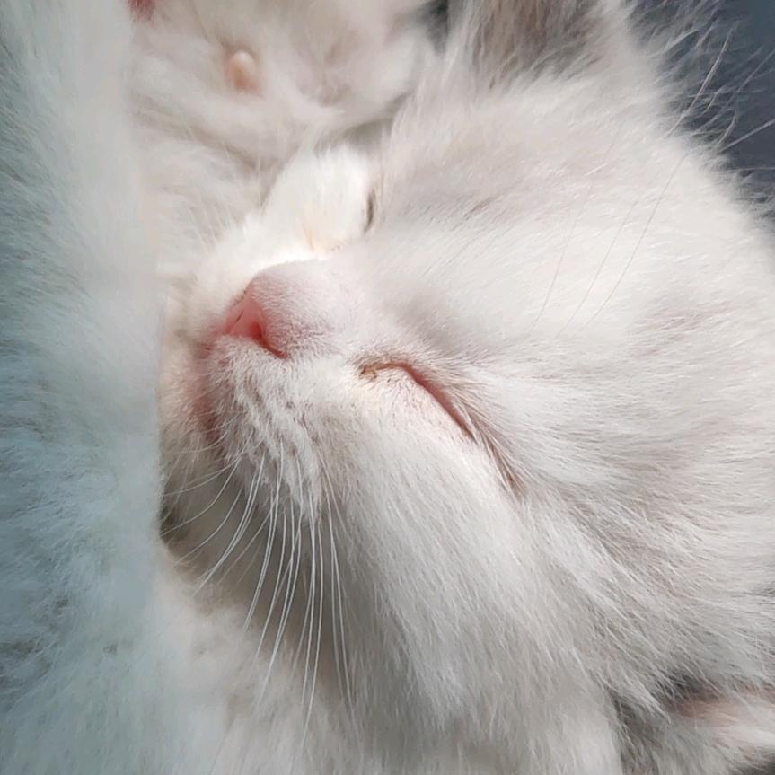 哎呀的憨憨猫们🍃