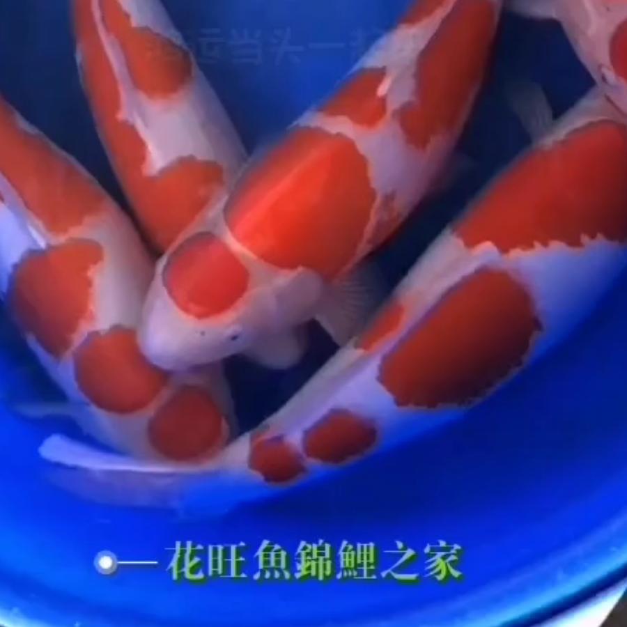 花旺鱼锦鲤之家（鱼池上门调水质）