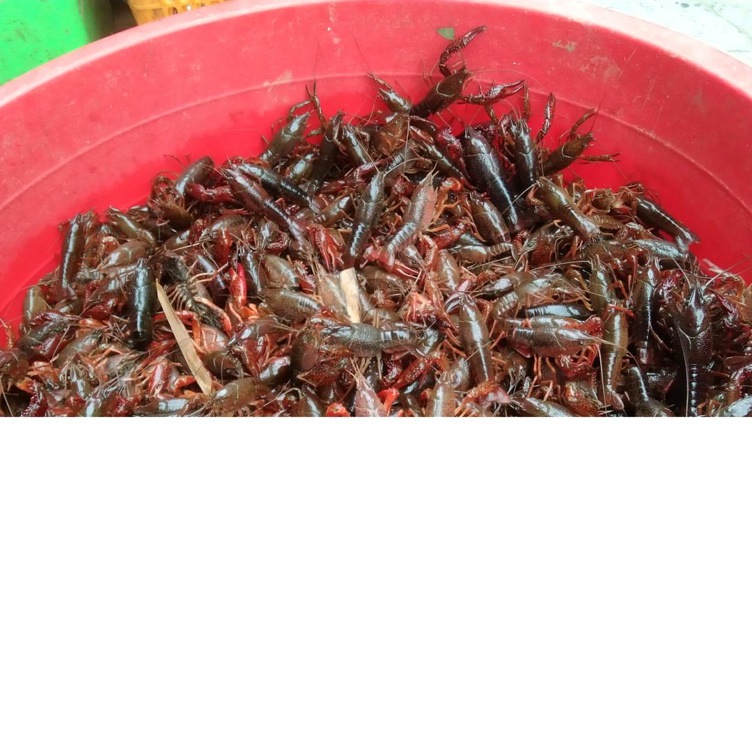 ，销售-一水产，兔，鱼，虾，蔬菜，桌席鱼