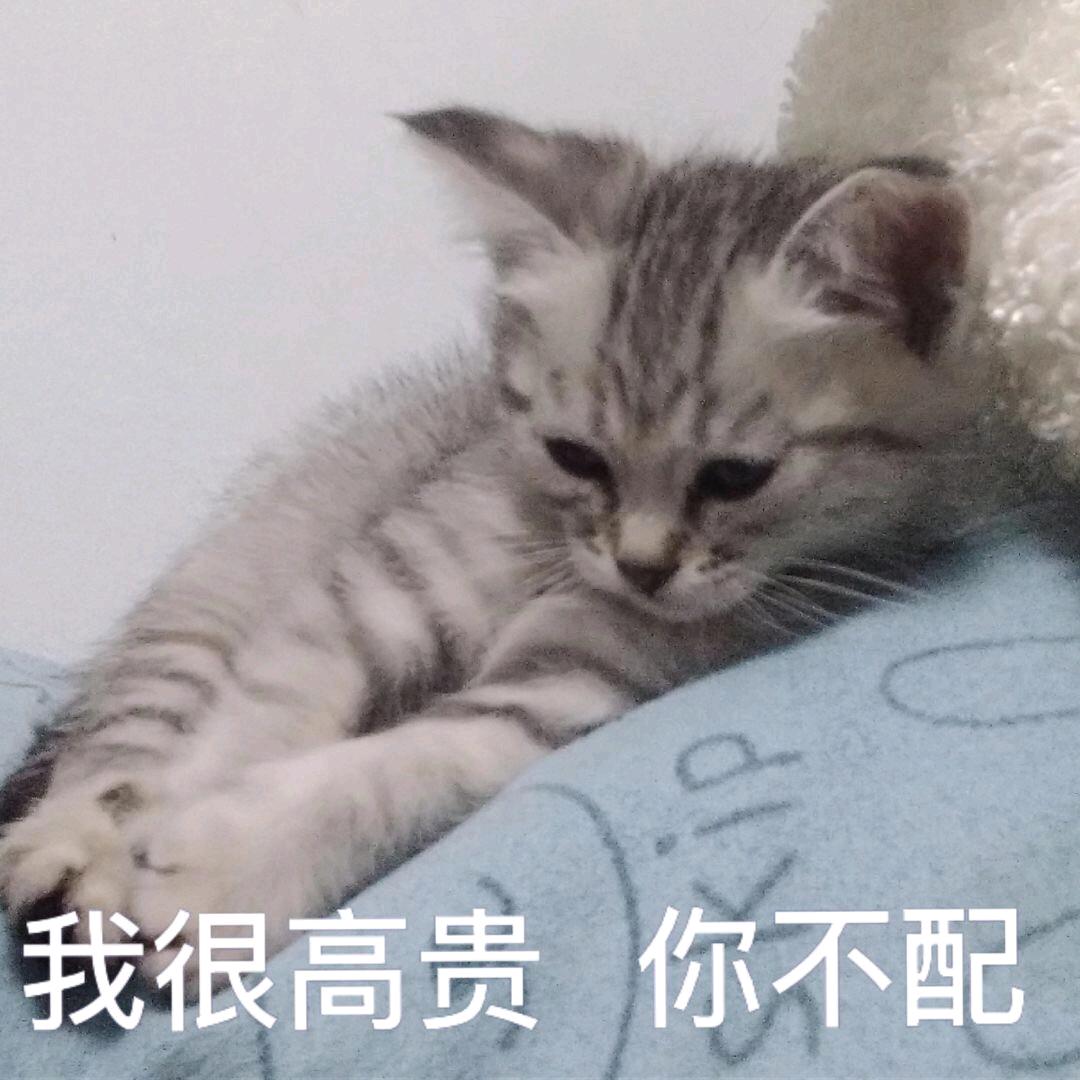 ☀️快乐小狗🎃~