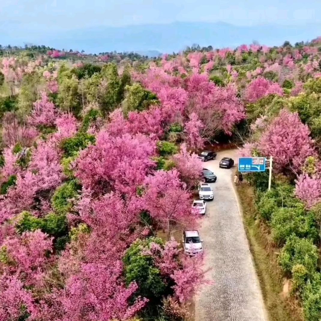 黄草林39号（诺脉茶坊）