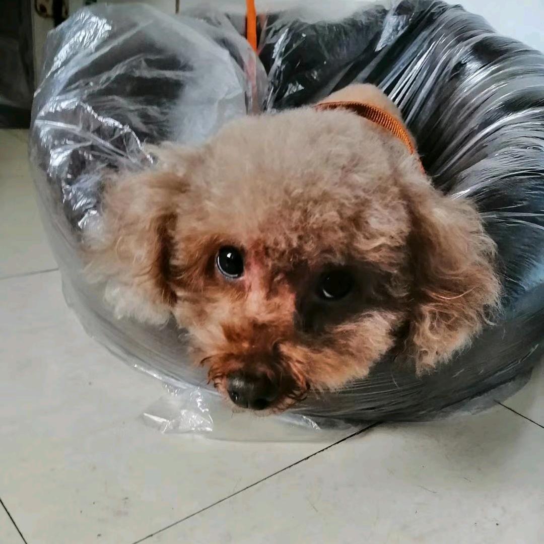 少明