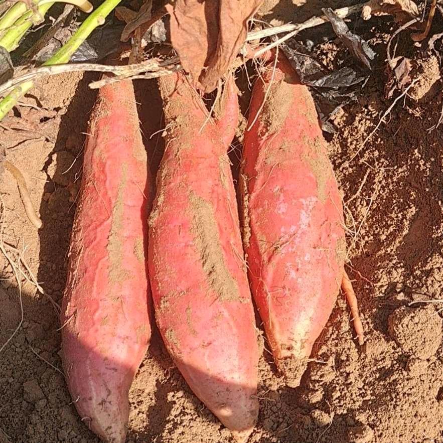 小麦穗红薯农场