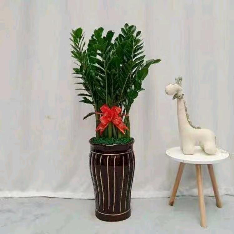 随心姐2（首播筹备中）