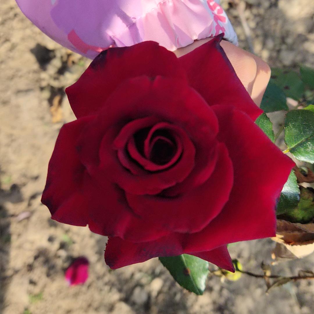 🌸ღ安然ꦿᮨ້໌࿐