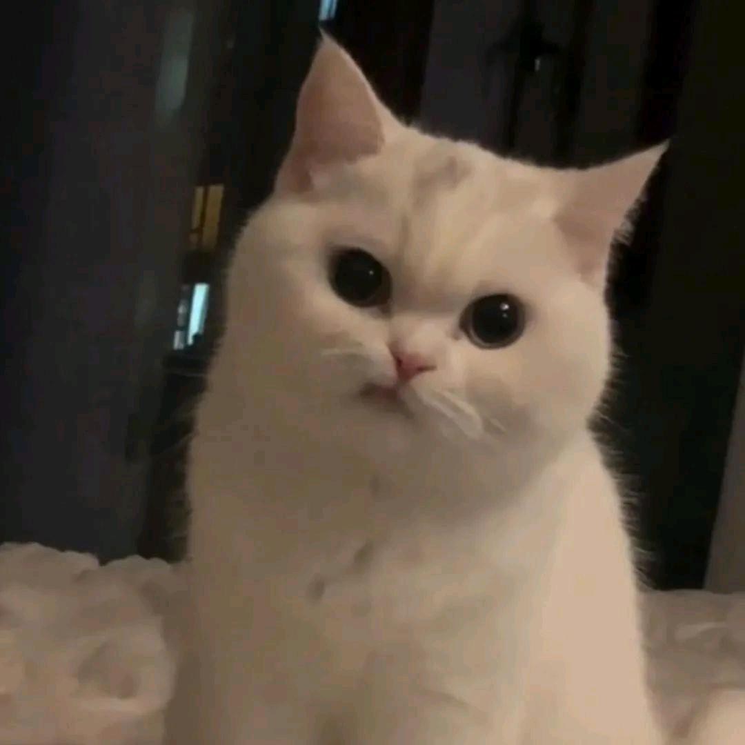 关你西红柿🍅
