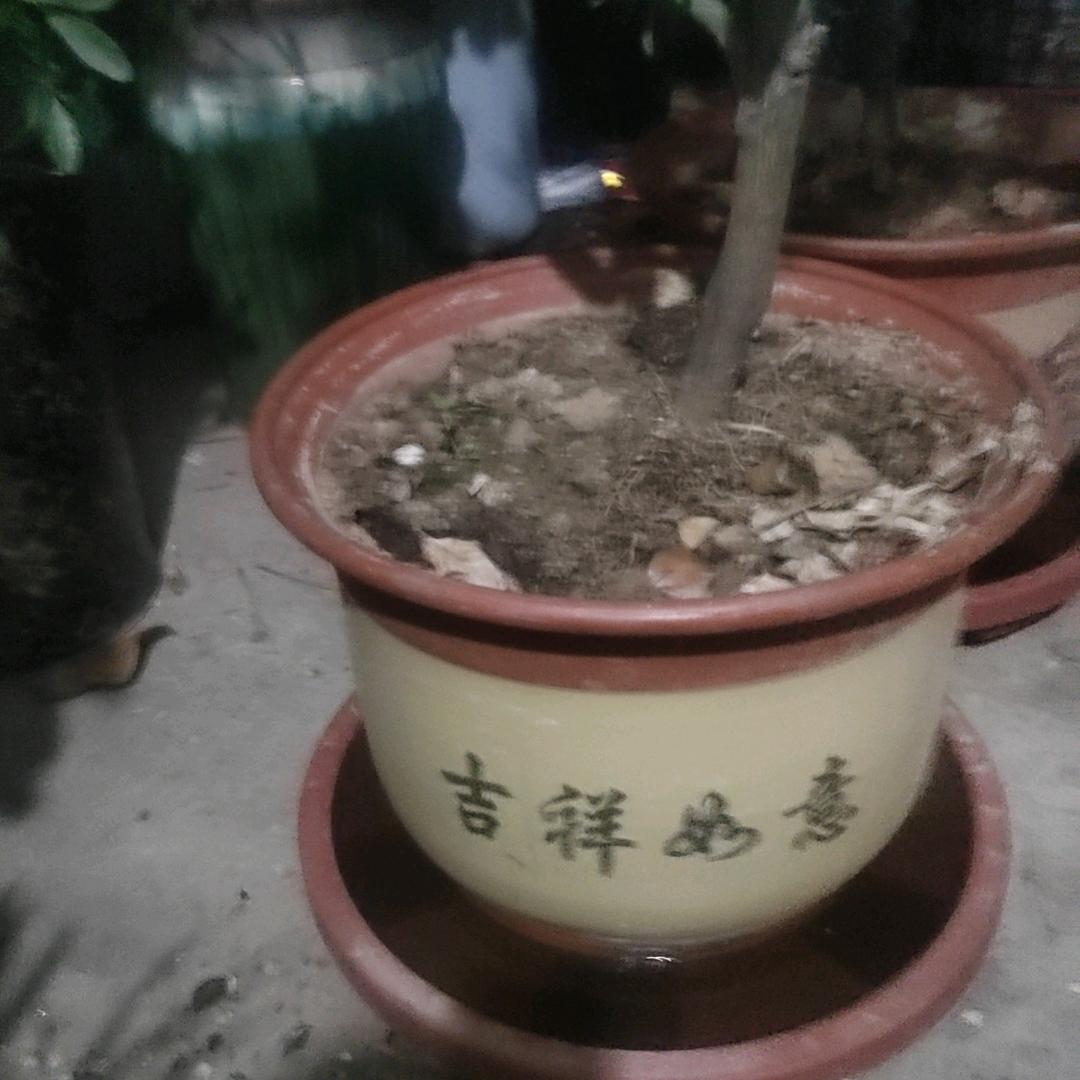 宝塔镇河妖.