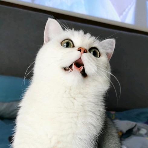 六六和辛巴