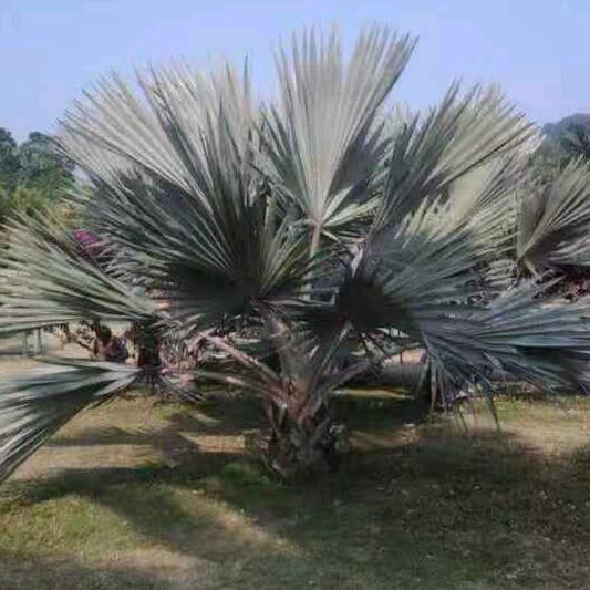 剑兰