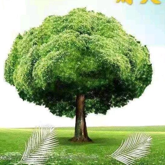 岸上的那一棵树🌲