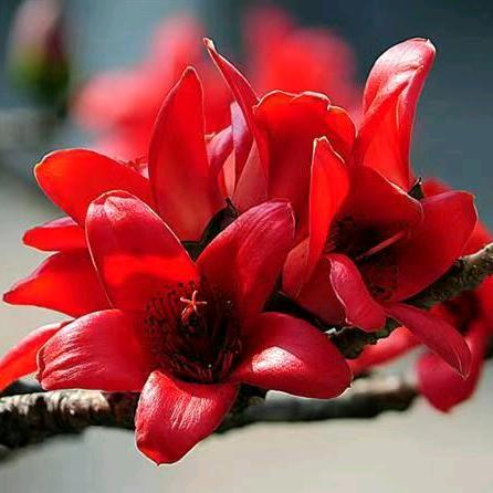 开心果🌹