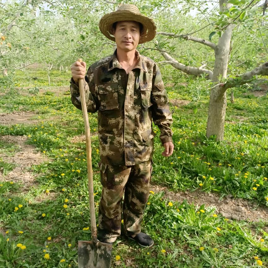 新疆种苹果的李哥