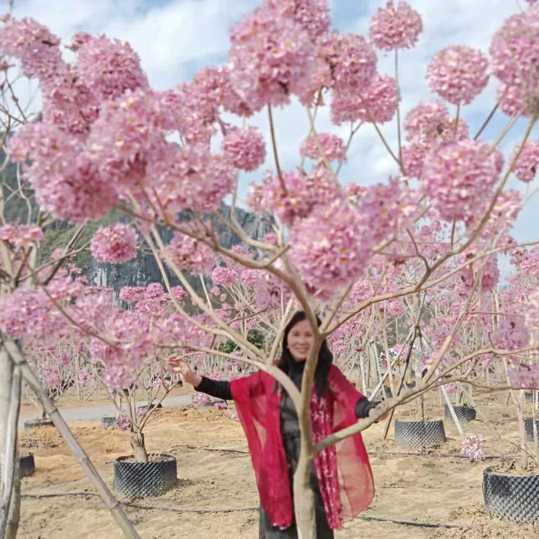 啊香