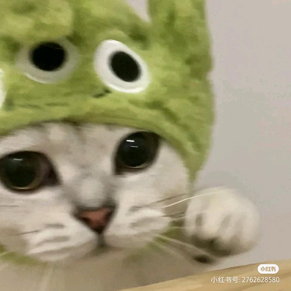 粥粥只想做咸鱼