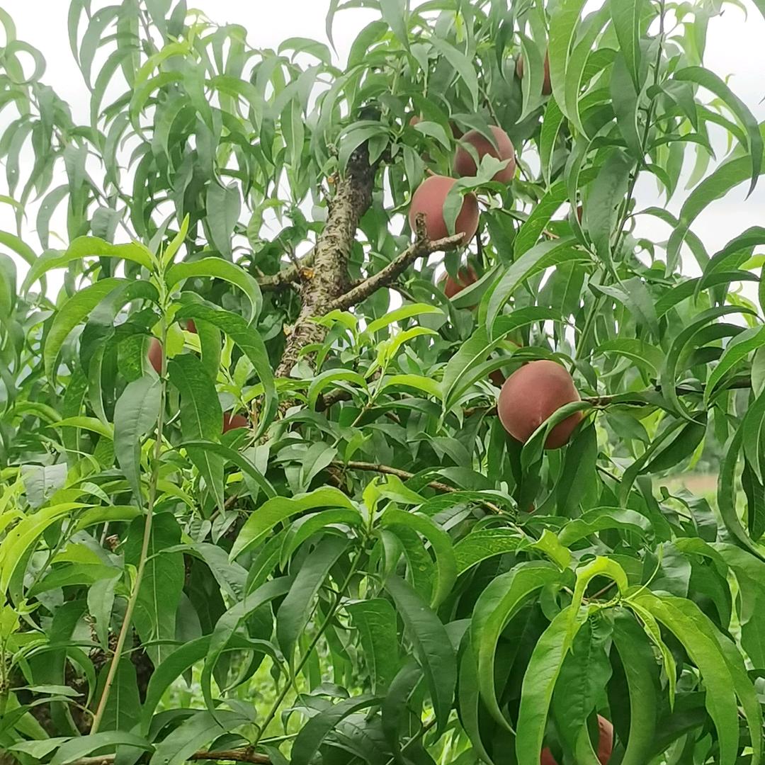 萍萍姐