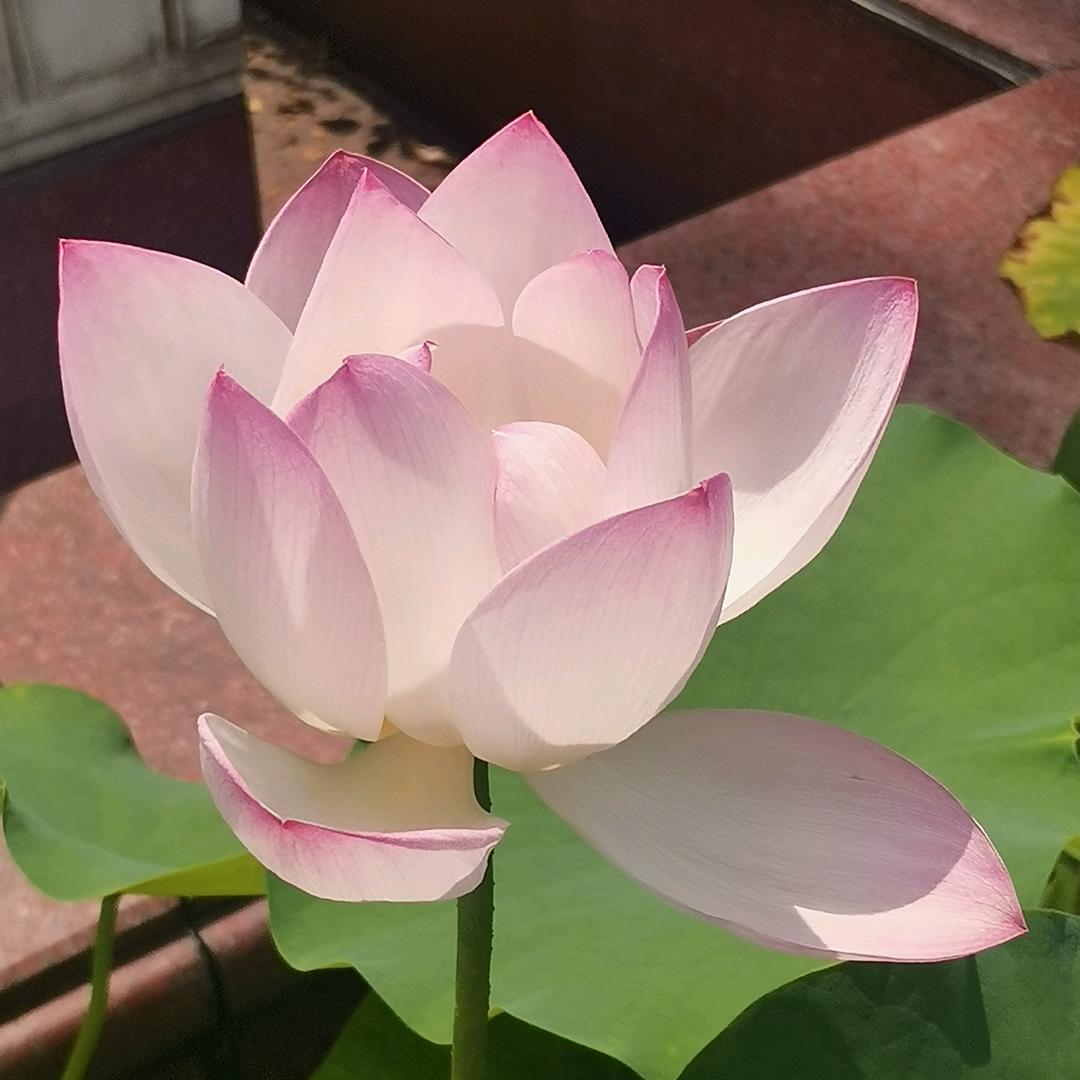 一粒尘埃