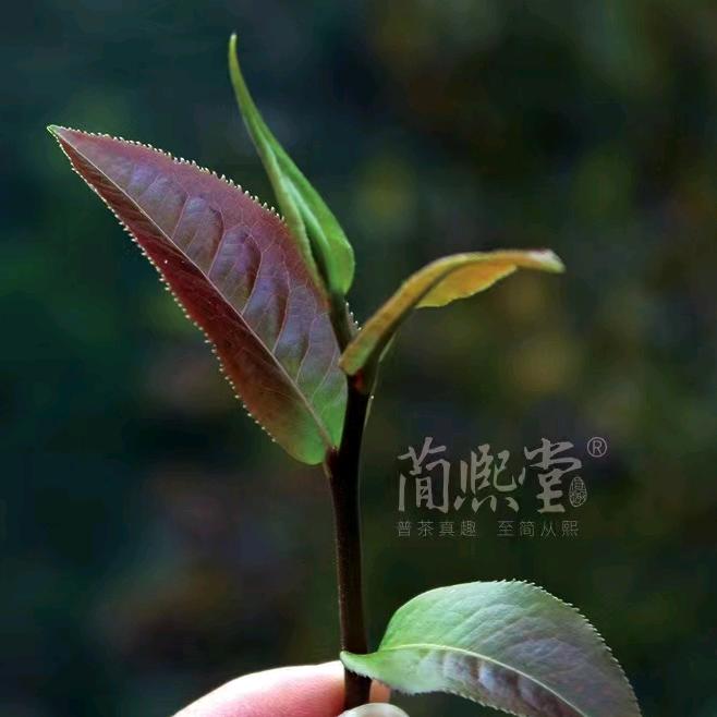 天际（简熙茶叶）