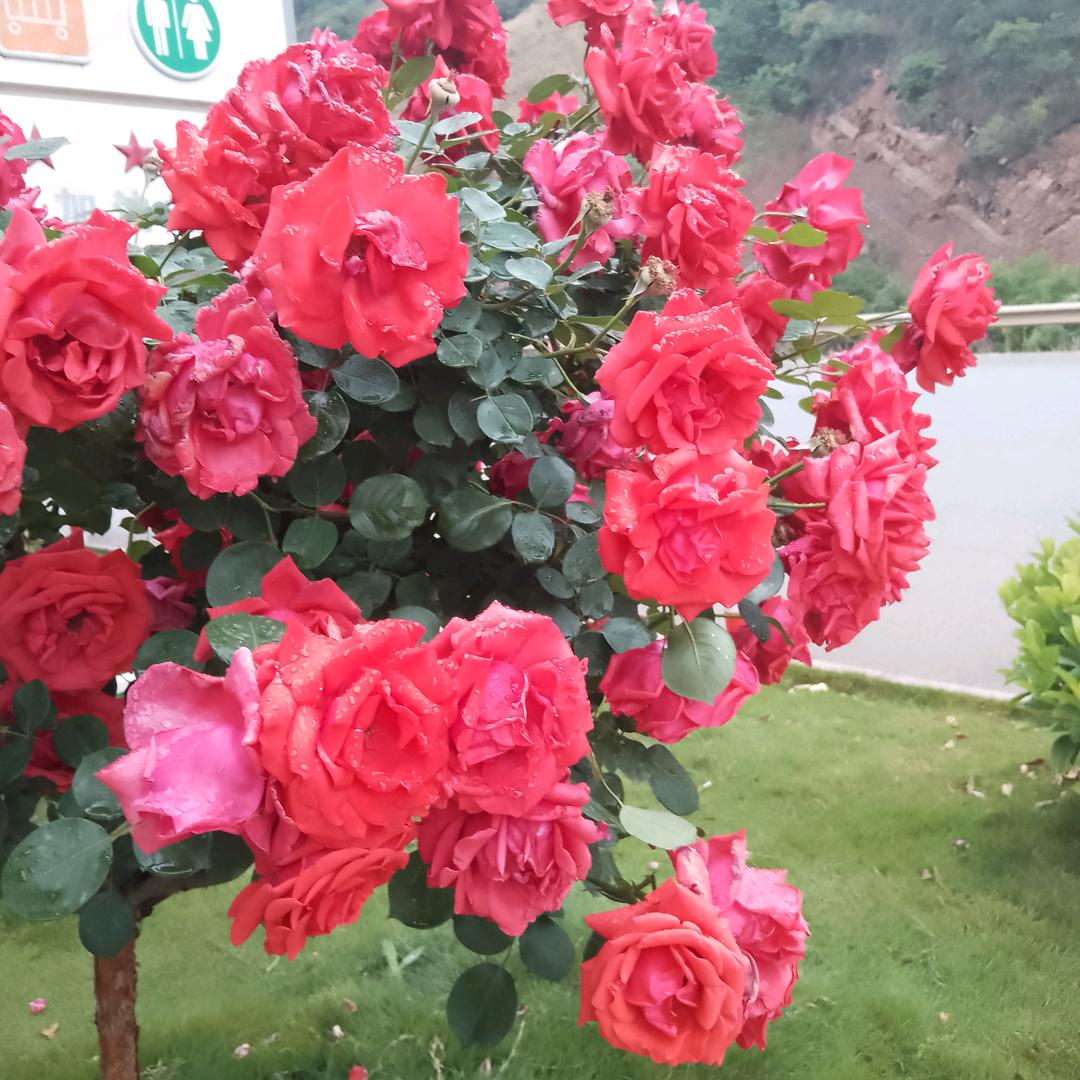 小米辣