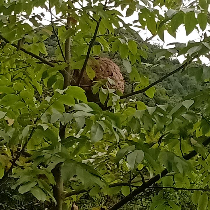 我是厨房的一个灯呀