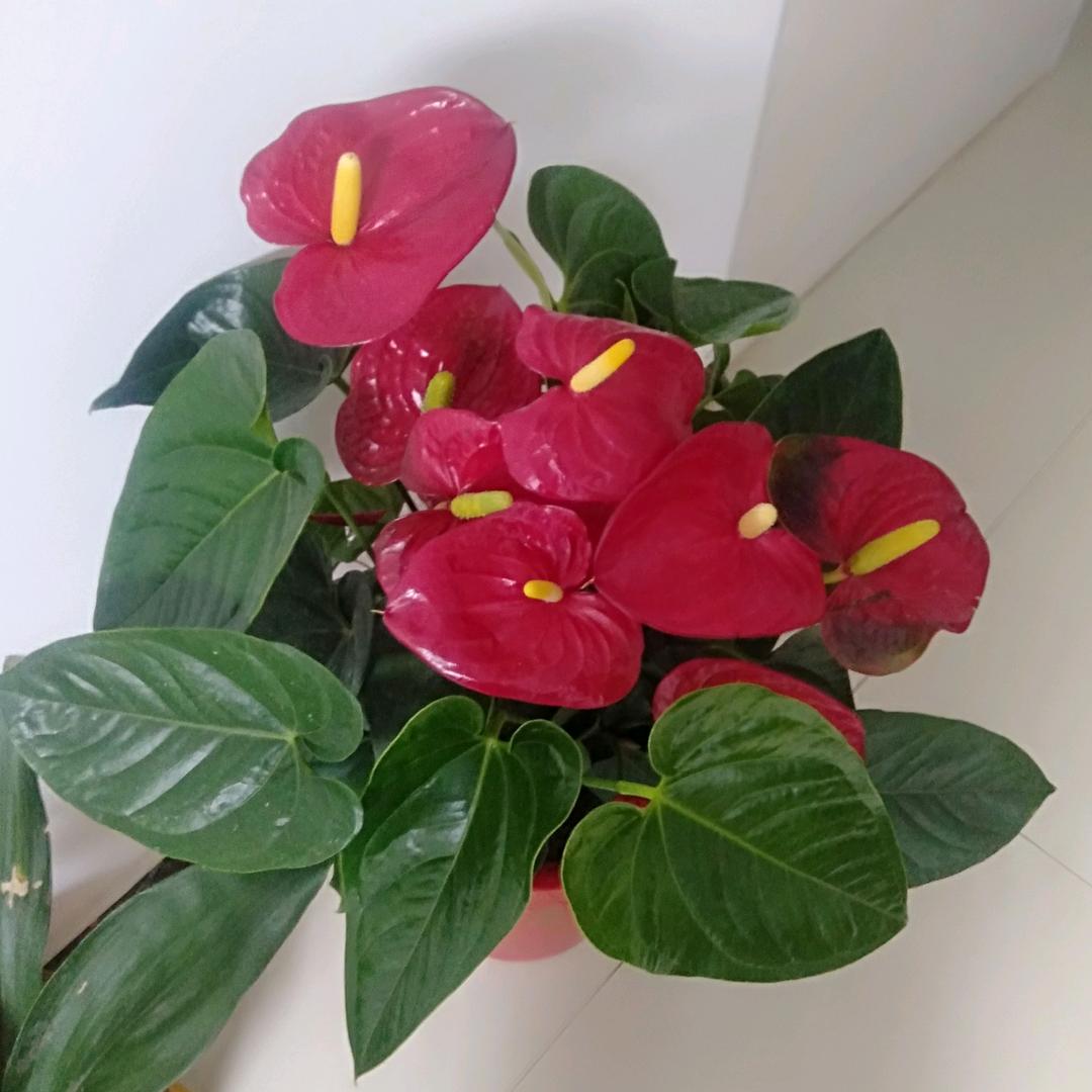 用户550183099596诚意