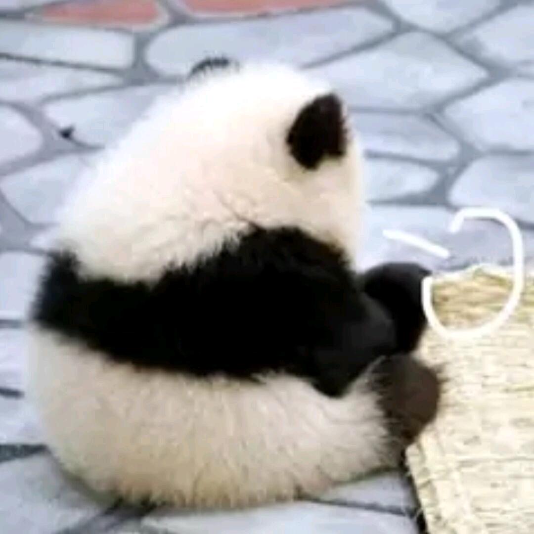 熊猫收到