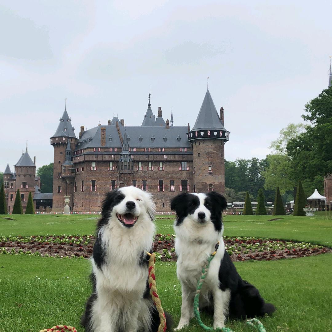 成都森犬屋宠物公园