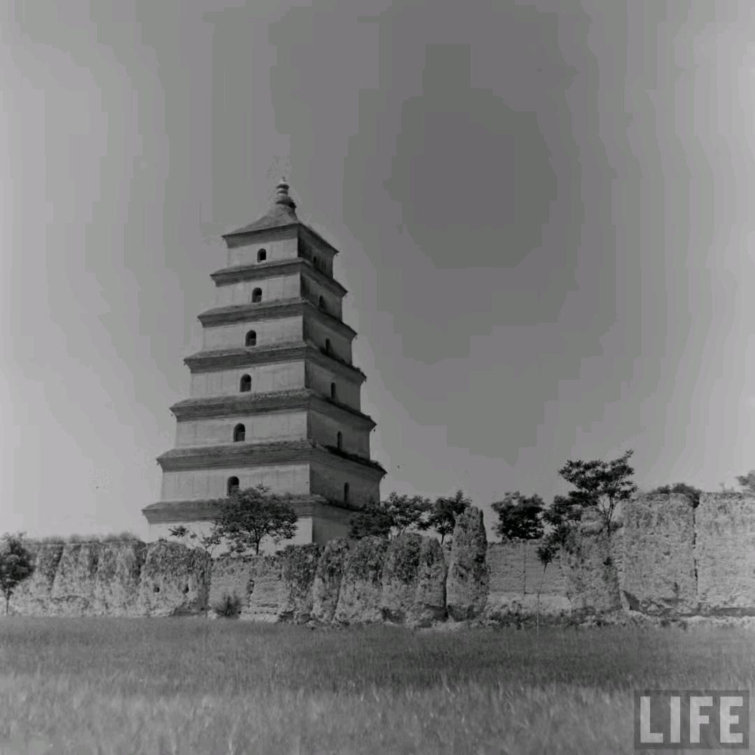 鱼翔浅底
