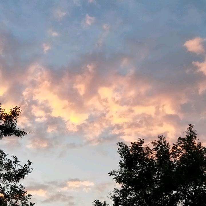 枫叶