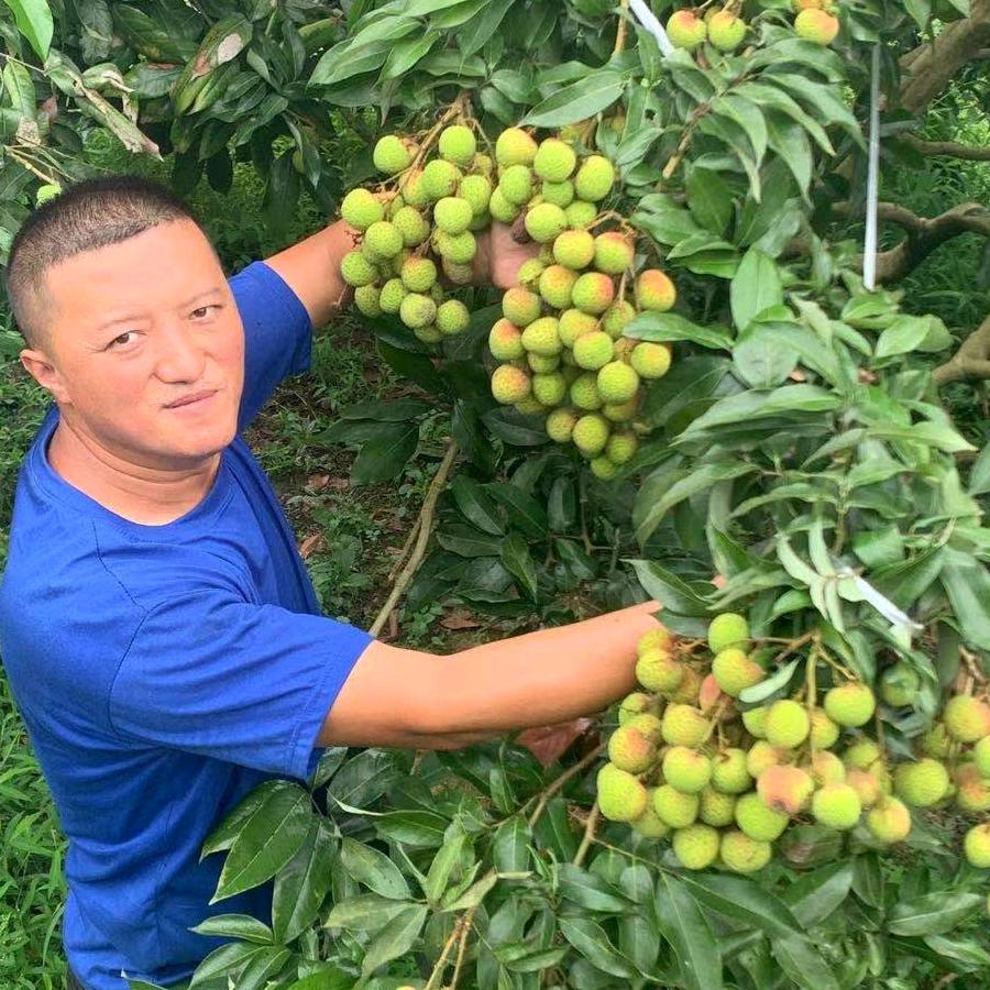 合江荔枝赵三娃