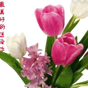 ✿水雲间❤️❤️