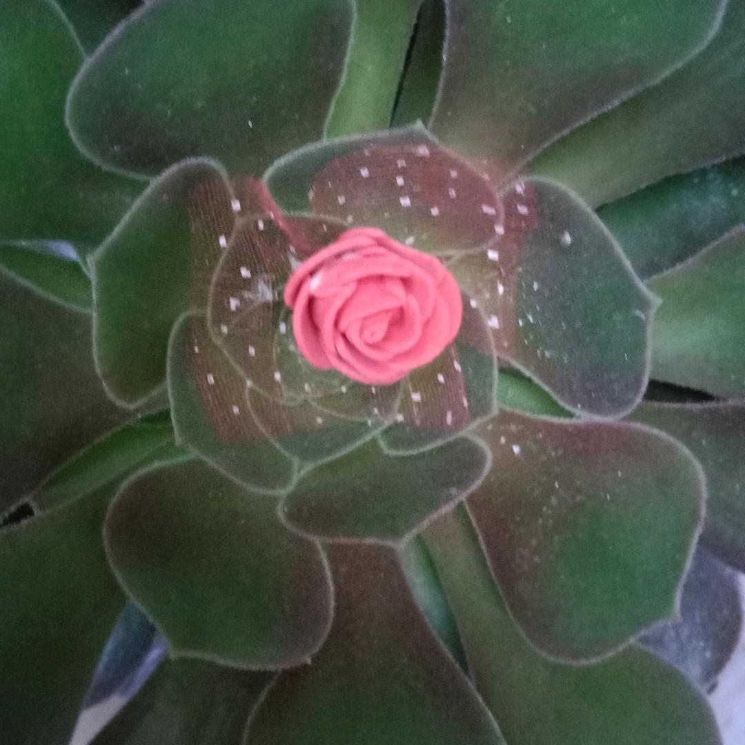 。飞鸟