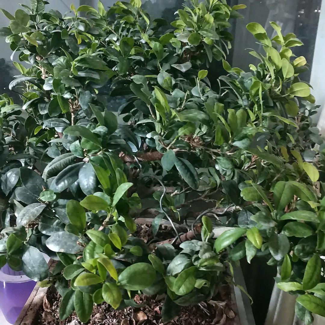 搬运工小邓