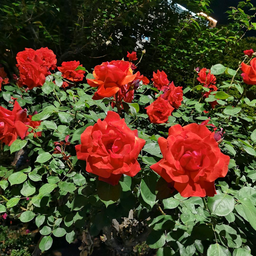 雨花石