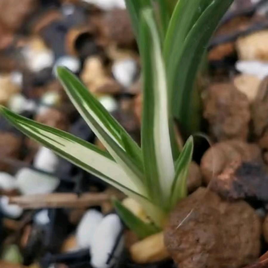 潭洲国兰…李飞