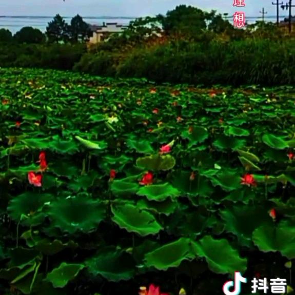 三姐