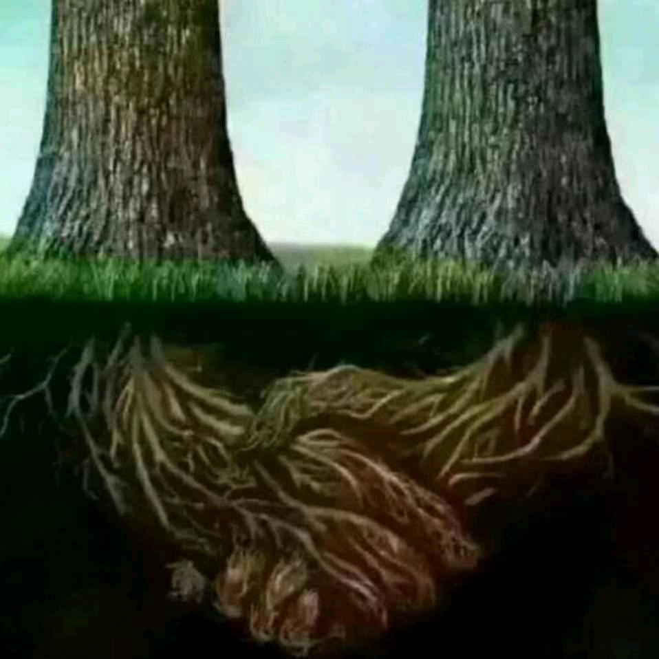 摇起了乌篷船