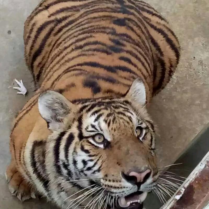 牛牛
