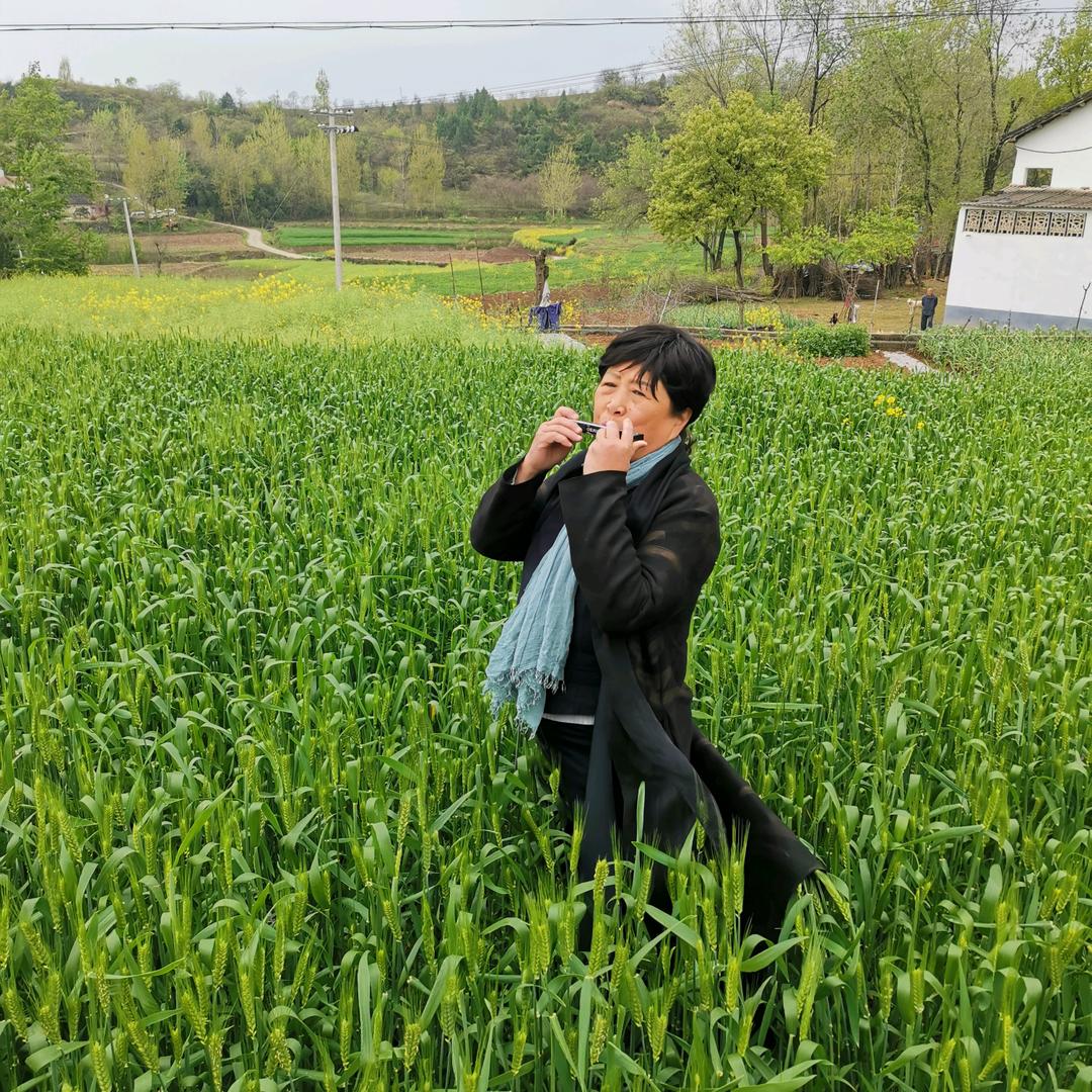 黑玫瑰