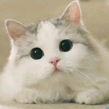 猫耳追剧