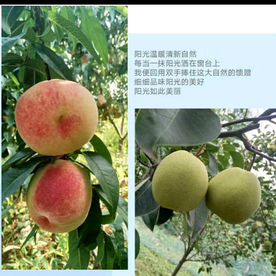 《新情园》梨桃