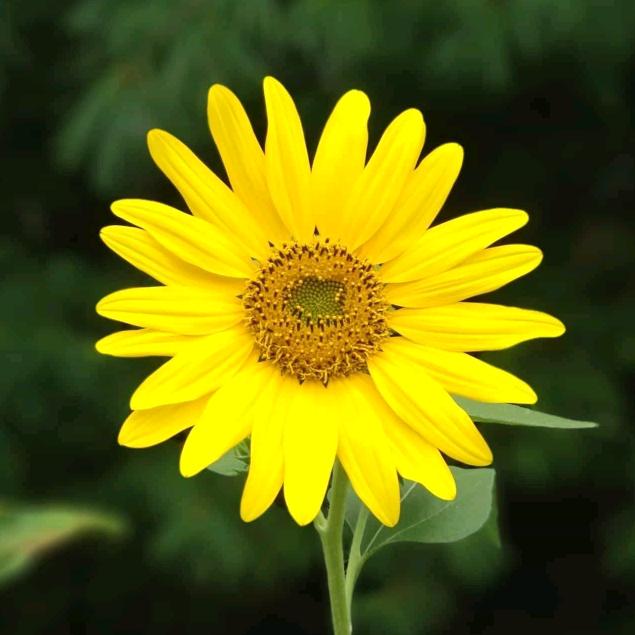 渠縣罗哥仁禾首府