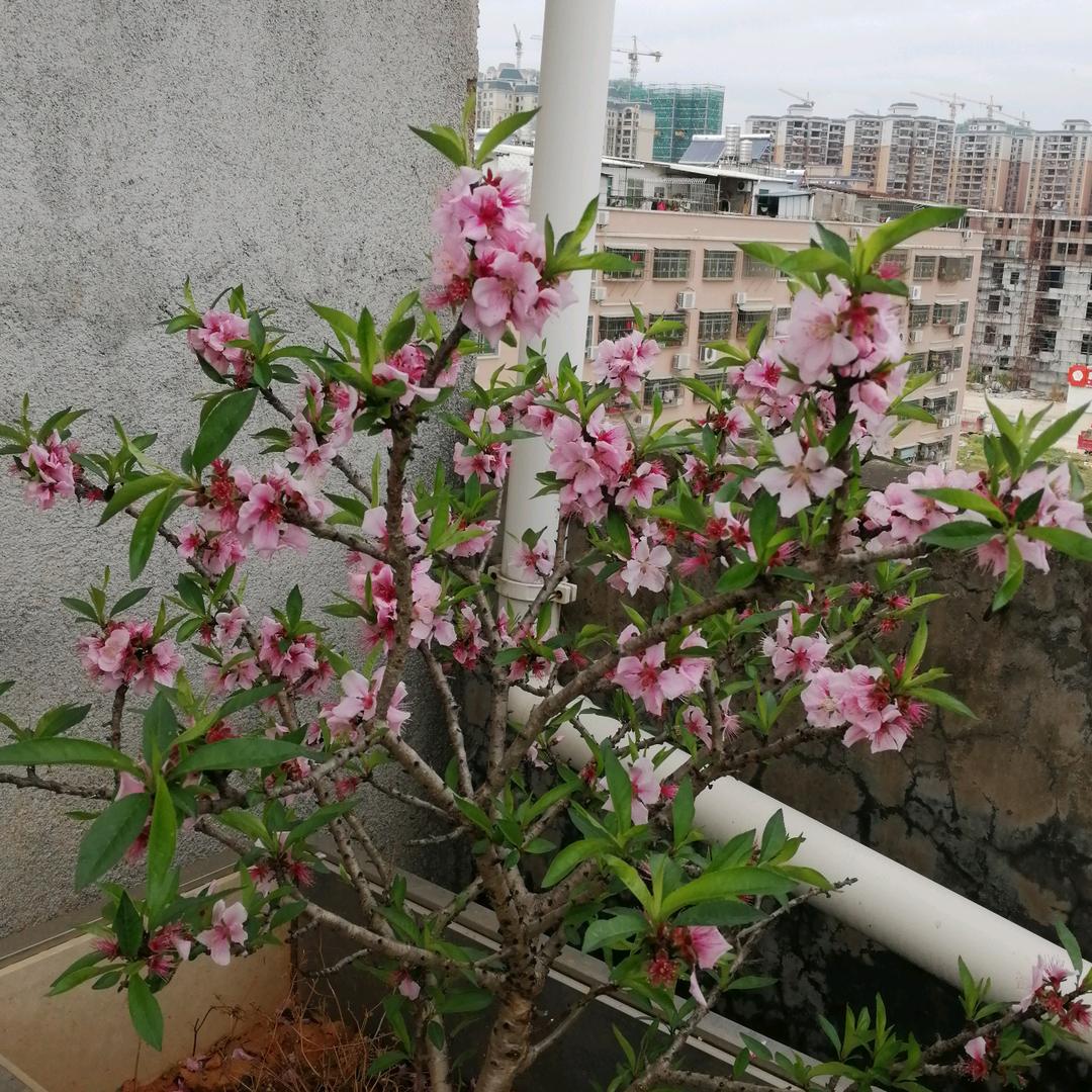 小叶子