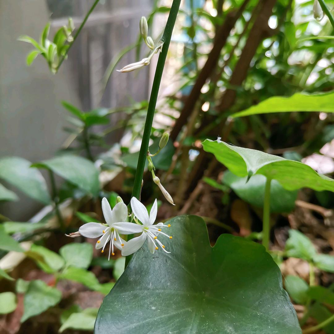 秋无痕