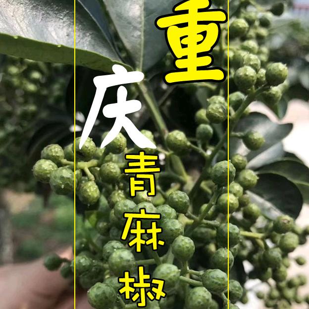 明行养生香料调料批发