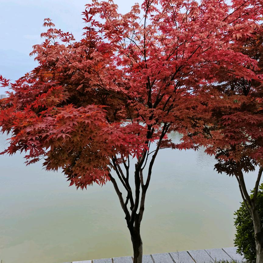 慕斯特