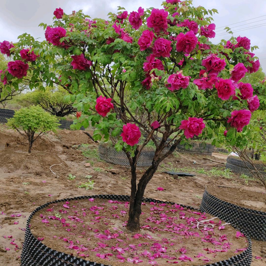 甘肃百年老桩牡丹