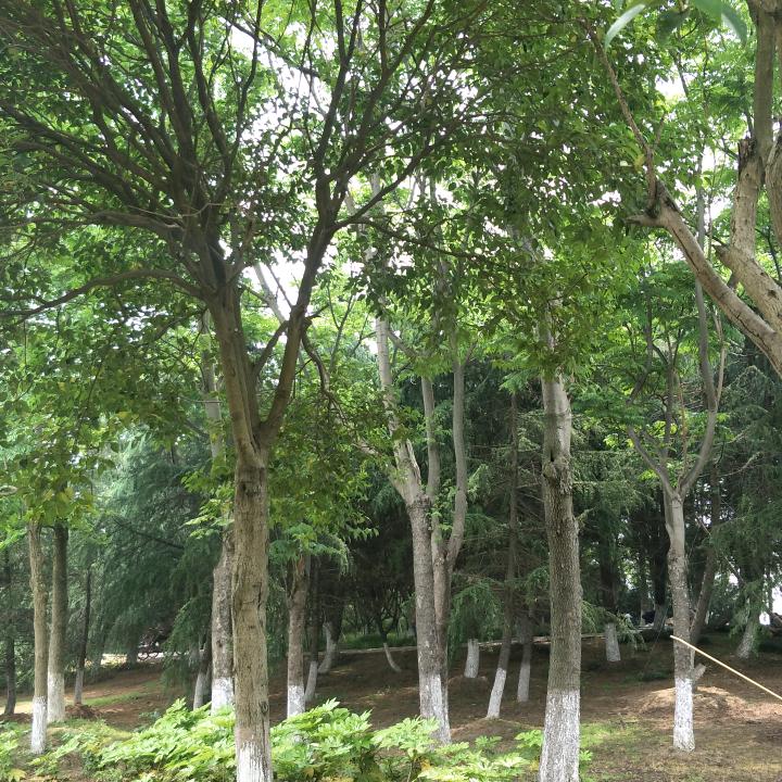 清风